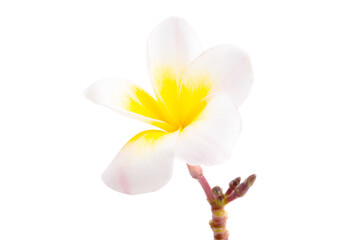 beautiful plumeria flower isolated