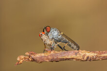 Close Up Macro Robber Fly Or Assassin Flies Prey Perched On Dry Branches.