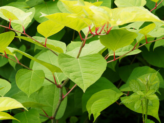 Poster - (Reynoutria japonica) Renouée du Japon à tiges rouges garnies de grandes feuilles papilleuses et fleurs blanches en grappes dressées