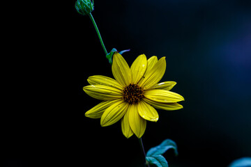 Blooming flower in the garden