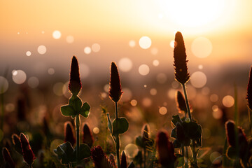 Canvas Print - Clover flowers in the field during sunset