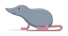 Shrew Standing On A White Background