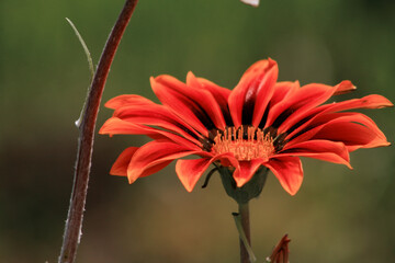 Beautiful park flowers in vivid colors