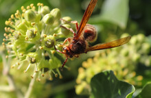 Macro Shot Of A Honeybee On A Blooming Ivy, Outdoors During Daylight