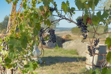 Sangiovese clusters, vines and vineyards whose grapes give the famous Brunello. Precious fruits from the province of Siena, Tuscany, Italy.