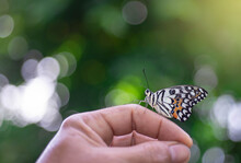 Beautiful Butterfly Climbing On Hand, Light Fair, Bokeh Background.