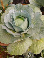 head of cabbage