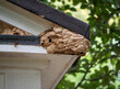 European hornets Vespa crabro and their nest. UK.