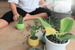 © สมปอง ป้องปิด - woman hands planting the flowers in the pot at home.