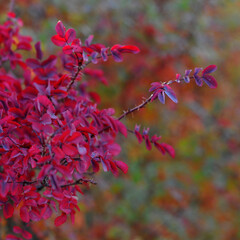 Wall Mural - Autumn leaves of wild rose