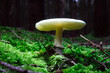Close-up of a wild mushroom Destroying angel growing  under the sunlight in the woods, scientific name Amanita virosa 
