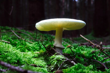 close-up of a wild mushroom destroying angel growing under the sunlight in the woods, scientific nam