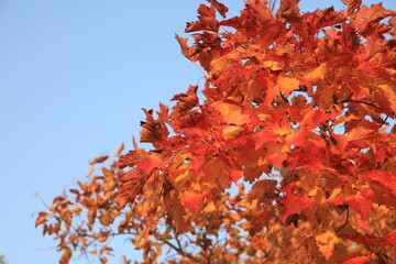 red maple leaves