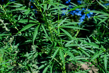 Fresh green organic hemp or cannabis leaves cultivated in an urban garden, in a summer day, beautiful outdoor monochrome green background photographed with soft focus, urban gardening.