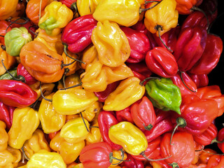 Harvest of Habanero peppers, multicolored