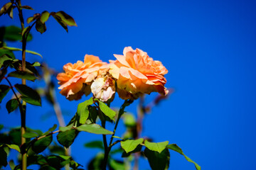 Close up of two large and delicate vivid orange roses in full bloom in a summer garden, in direct sunlight, with blurred green leaves in the background.