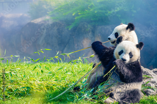 Fotografía Mother Panda Yuan Yuan and her baby Panda Yuan Meng are Snuggling and eating bam