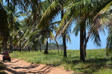 Wall Mural - praia do gunga