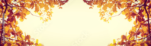 Yellow fall leaves of trees