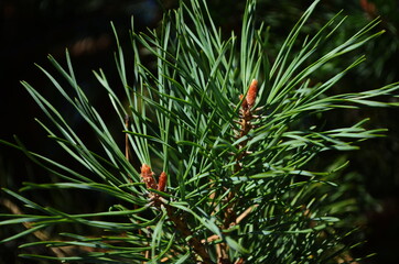 Fir tree brunch close up. Shallow focus. Fluffy fir tree brunch close up. Christmas wallpaper concept.