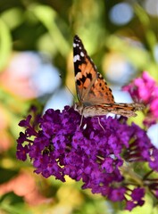 Sticker - butterfly on flower