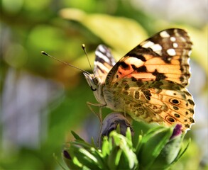 Sticker - butterfly on a flower