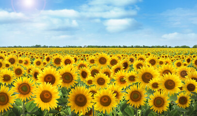 Beautiful sunflower field under blue sky with clouds on sunny day