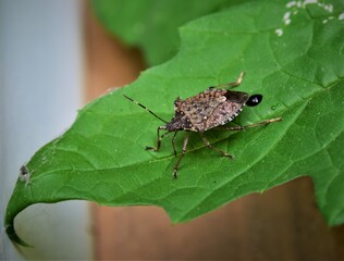 Canvas Print - bug on leaf