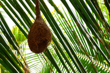 Close Shot Of Baya Weaver Bird Nest Hanging In Palm Tree