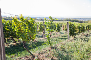 Wall Mural - Riesling grapes at vineyard, white wine grapes, viticulture,view on vineyard