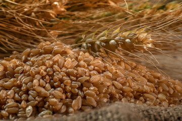 Wheat spike and wheat grains