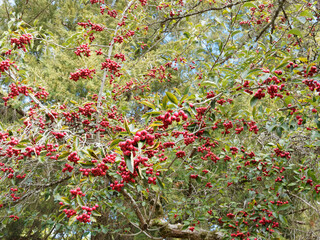 Poster - (Crataegus crus-galli) Aubépine ergot de coq ou de virginie au port arrondi, baies rouges sur rameaux épineux au feuillage vert-brillant