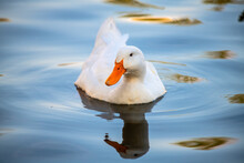 Rare White Duck Mutant On Golden Reflection Water Lake Nature Birds Wild Life