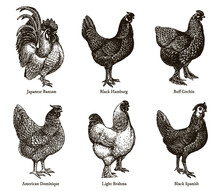 Group Of Hens And Cocks Of Different Chicken Breeds, After An Antique Illustration From The Early 20th Century