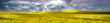 Panorama of a canola field in The Palouse, WA