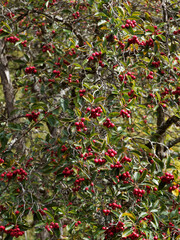 Poster - (Crataegus crus-galli) Arbuste ornemental Aubépine ergot de coq ou de virginie aux rameaux garnis de petites grappes de baies rondes et ovales rouge brillant