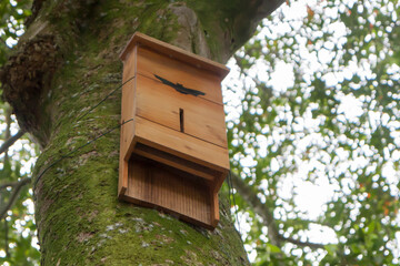 House for bats on a tree overgrown with moss.