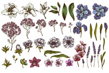 Vector Set Of Hand Drawn Colored Anemone, Lavender, Rosemary Everlasting, Phalaenopsis, Lily, Iris