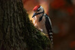 Great spotted woodpecker in autumn in the park