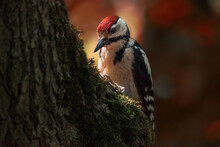 Great Spotted Woodpecker In Autumn In The Park