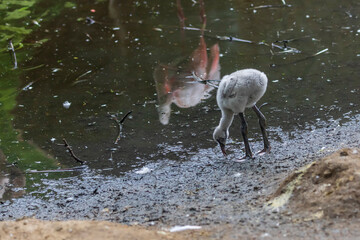 Poster - Pink Flamingo - Phoenicopterus roseus gray cub stands in the mud on the edge of the pond.