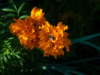 Sticker - bee and orange flower in the garden