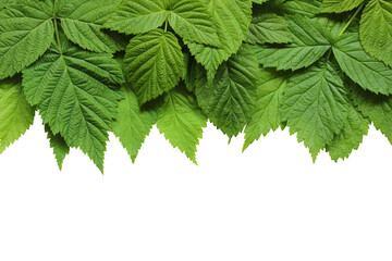 Wall Mural - raspberry leaves isolated on a white.