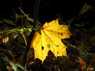 Wall Mural - Beautiful landscape of autumn leaves in nature close up