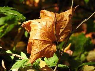 Wall Mural - Beautiful landscape of autumn leaves in nature close up