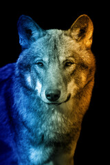 Canvas Print - Portrait of wolf in a hot and cold shade