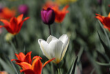 Fototapeta Tulipany - Colorful tulips flowers blooming in a garden.Very beautiful tulips in bloom and smell spring. Colorful tulip garden.