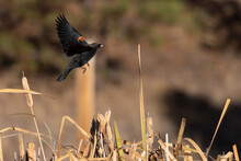 Red Winged Black Bird In Flight