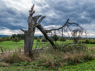 Wall Mural - Abgestorbener Baum