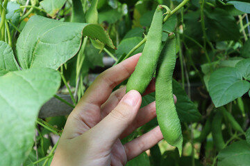  Beans in a green pod. Growing and ripening of beans. The girl holds pods in her hand. New harvest. Agriculture. Environmentally friendly products.